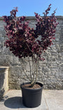 Amerikaanse Judasboom (Paars) - Cercis canadensis 'Forest Pansy'