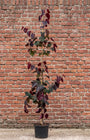 Amerikaanse Judasboom (Paars, Zuilvorm) - Cercis canadensis 'Forest Pansy'