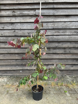 175-200 cm