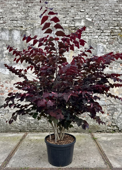 Amerikaanse Judasboom (Paars) - Cercis canadensis 'Forest Pansy'