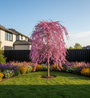 cercis lavender twist op stam
