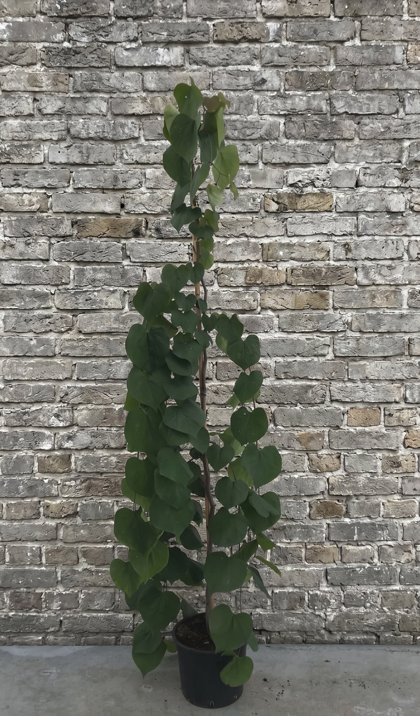 Amerikaanse Judasboom - Cercis canadensis 'Lavender Twist'