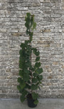 Amerikaanse Judasboom - Cercis canadensis 'Lavender Twist'