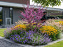 Cercis canadensis 'Merlot' met Gele Zonnehoed 'Rudbeckia', Kattenkruid 'Nepeta', Geranium johnson en Lampenpoetsersgras hameln