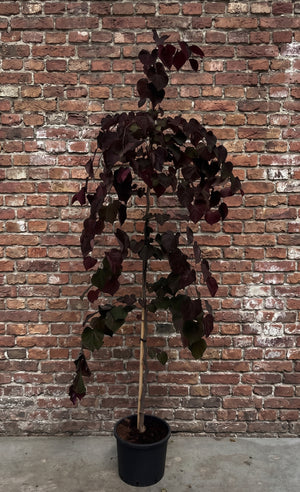 Zuilvorm 200-250 cm