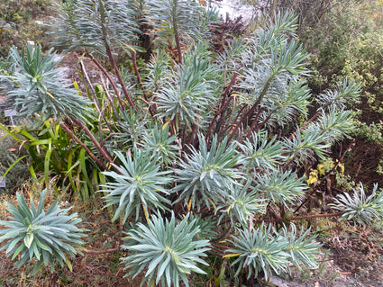 Wolfsmelk - Euphorbia characias