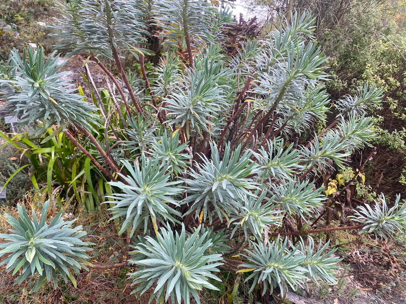 Wolfsmelk - Euphorbia characias