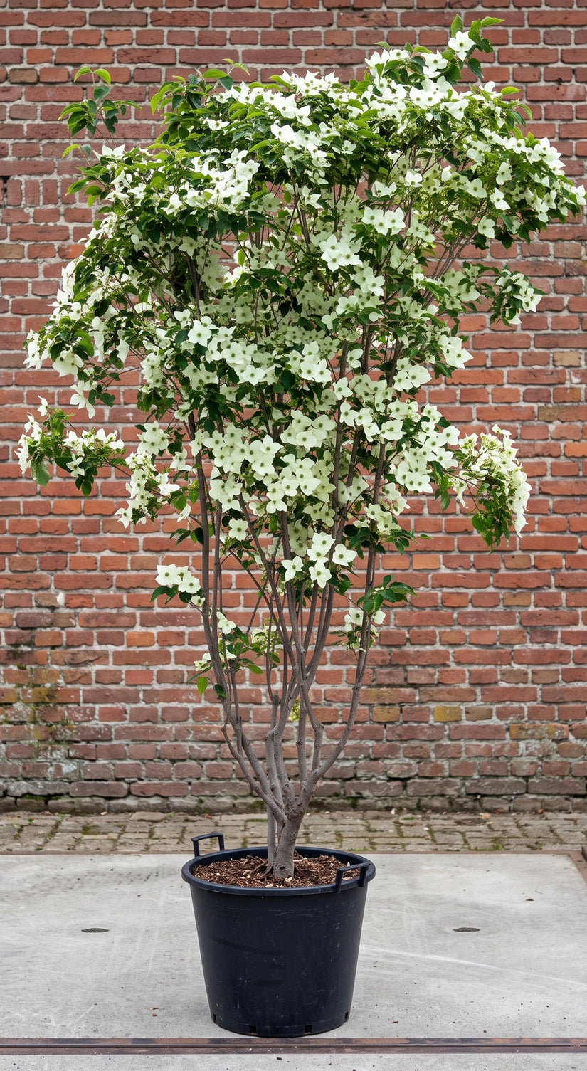 Japanse grootbloemige kornoelje 'Roomwit' - Cornus kousa 'China Girl'