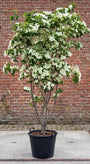 Japanse grootbloemige kornoelje 'Roomwit' - Cornus kousa 'China Girl'