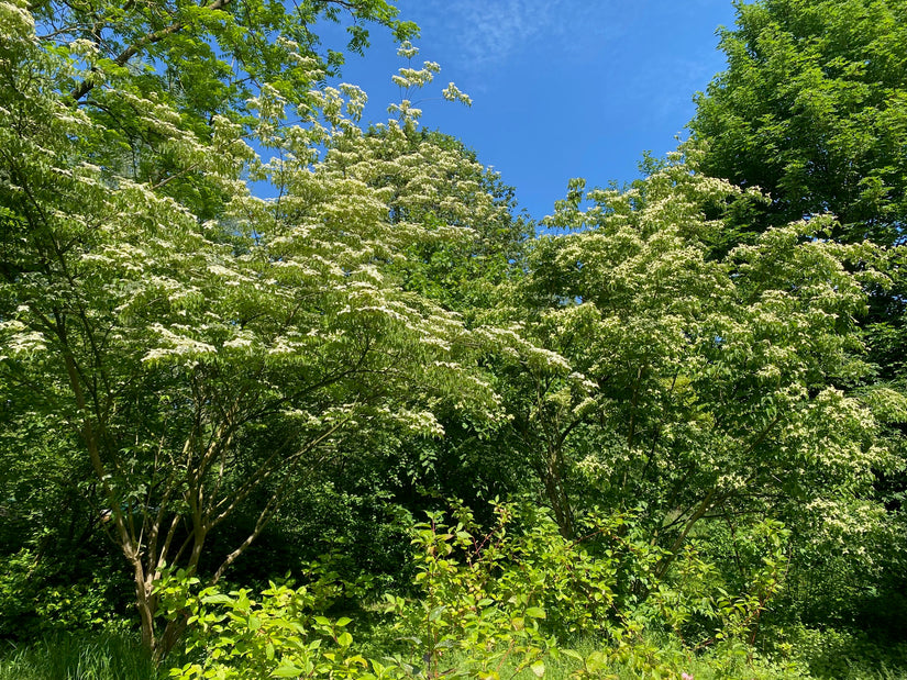 Japanse grootbloemige kornoelje - Cornus kousa var. chinensis