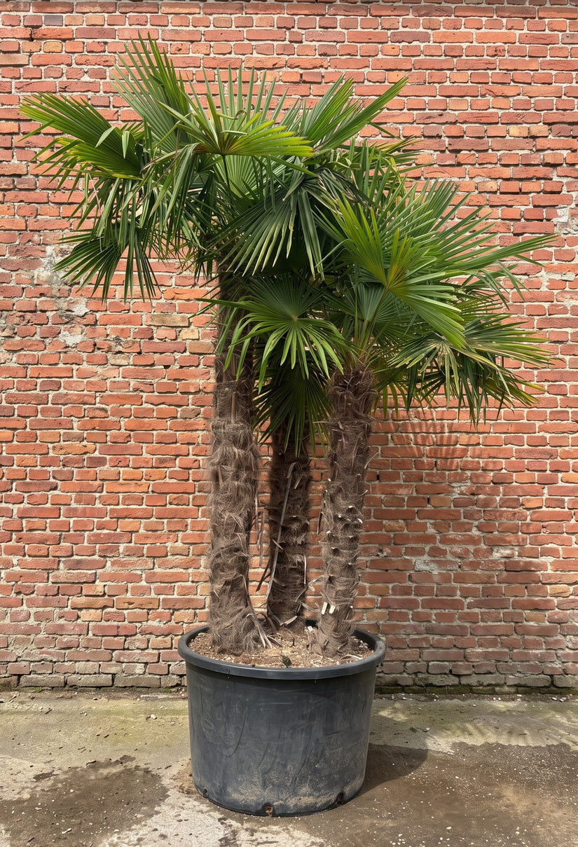 Chinese Palmboom (Hoogstam) - Trachycarpus fortunei