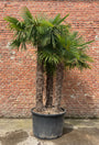 Chinese Palmboom (Hoogstam) - Trachycarpus fortunei