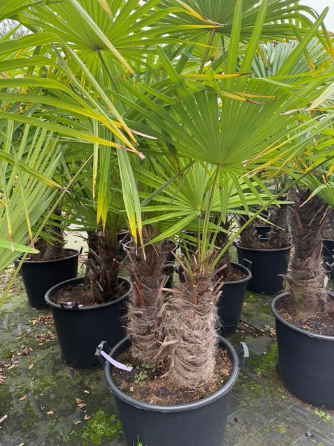 Chinese Palmboom - Trachycarpus fortunei