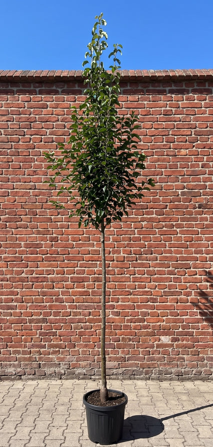 Hoogstam Chinese Sierpeer - Pyrus Calleryana 'Chanticleer'