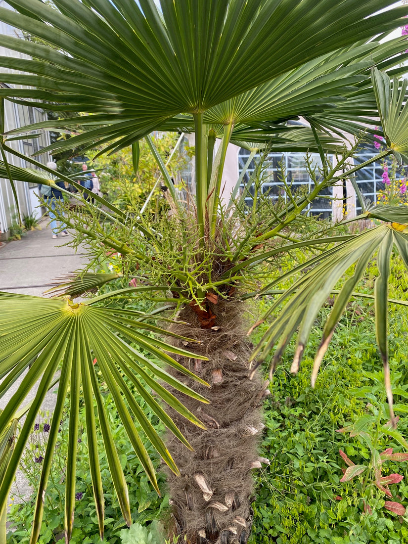 Chinese Palmboom - Trachycarpus fortunei