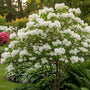 Sneeuwvlokkenboom - Chionanthus virginicus