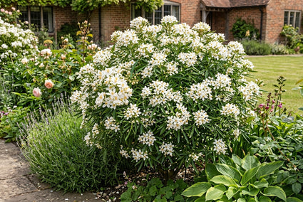 Choisya - Choisya ternata 'Aztec Pearl'