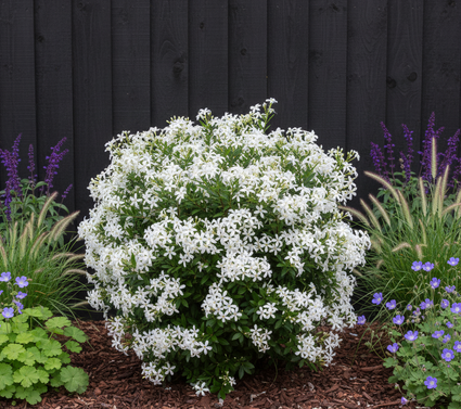 combinatie met salie caradonna, geranium rozanne en lampenpoetsersgras