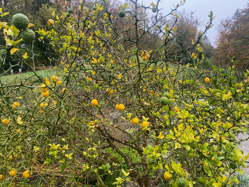 Citroenboompje - Poncirus trifoliata