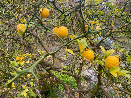 Citroenboompje - Poncirus trifoliata