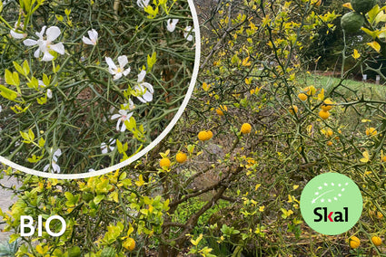 Biologisch Citroenboompje - Poncirus trifoliata