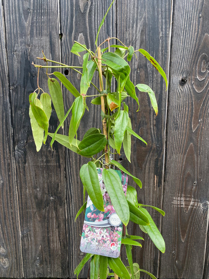 Wintergroene Bosrank (Roze) - Clematis armandii 'Apple Blossom'