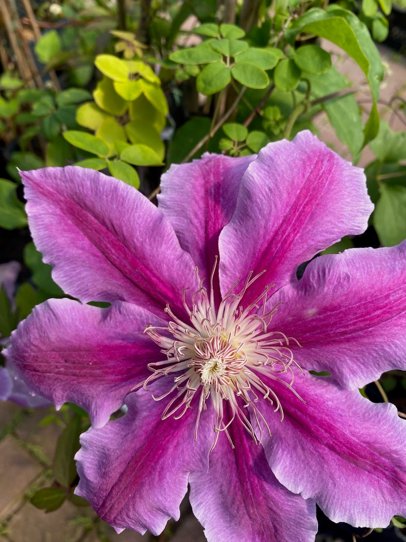 Grootbloemige Bosrank - Clematis 'Dr Ruppel'