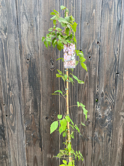 Clematis Montana Rubens extra lang in C5 pot