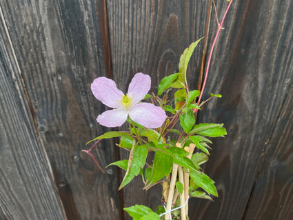 Bergbosrank - Clematis montana 'Tetrarose'