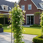 Grootbloemige Bosrank (Wit) - Clematis Vitalba (inheems)