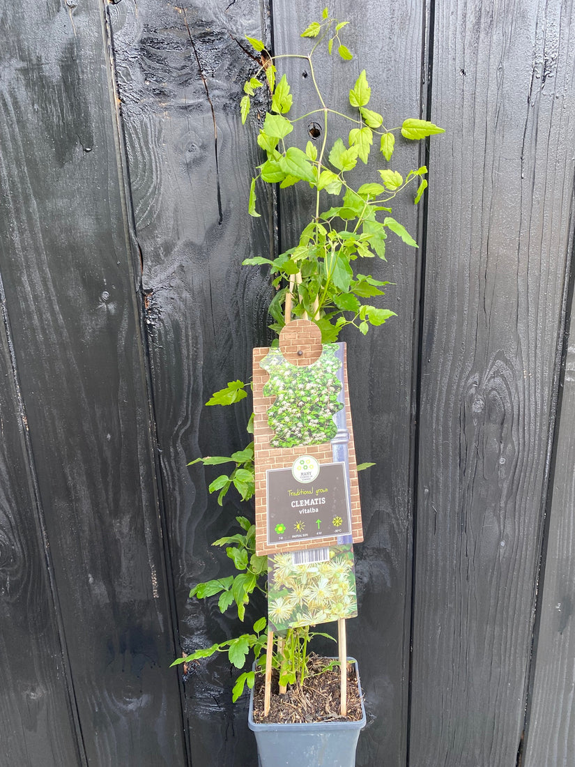 Clematis Vitalba in c2 pot 70 cm voorbeeld wat u koopt