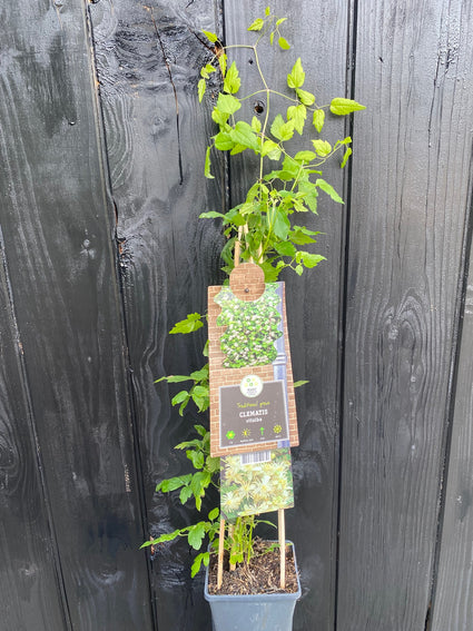 Clematis Vitalba bio