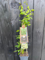 Clematis Vitalba bio