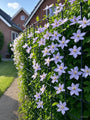 Grootbloemige Bosrank (Wit) - Clematis Vitalba (inheems)