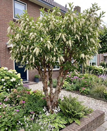 Japanse Schijnels - Clethra barbinervis