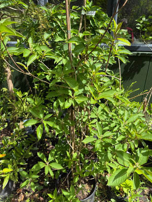 In C25 pot - 200-225 cm
