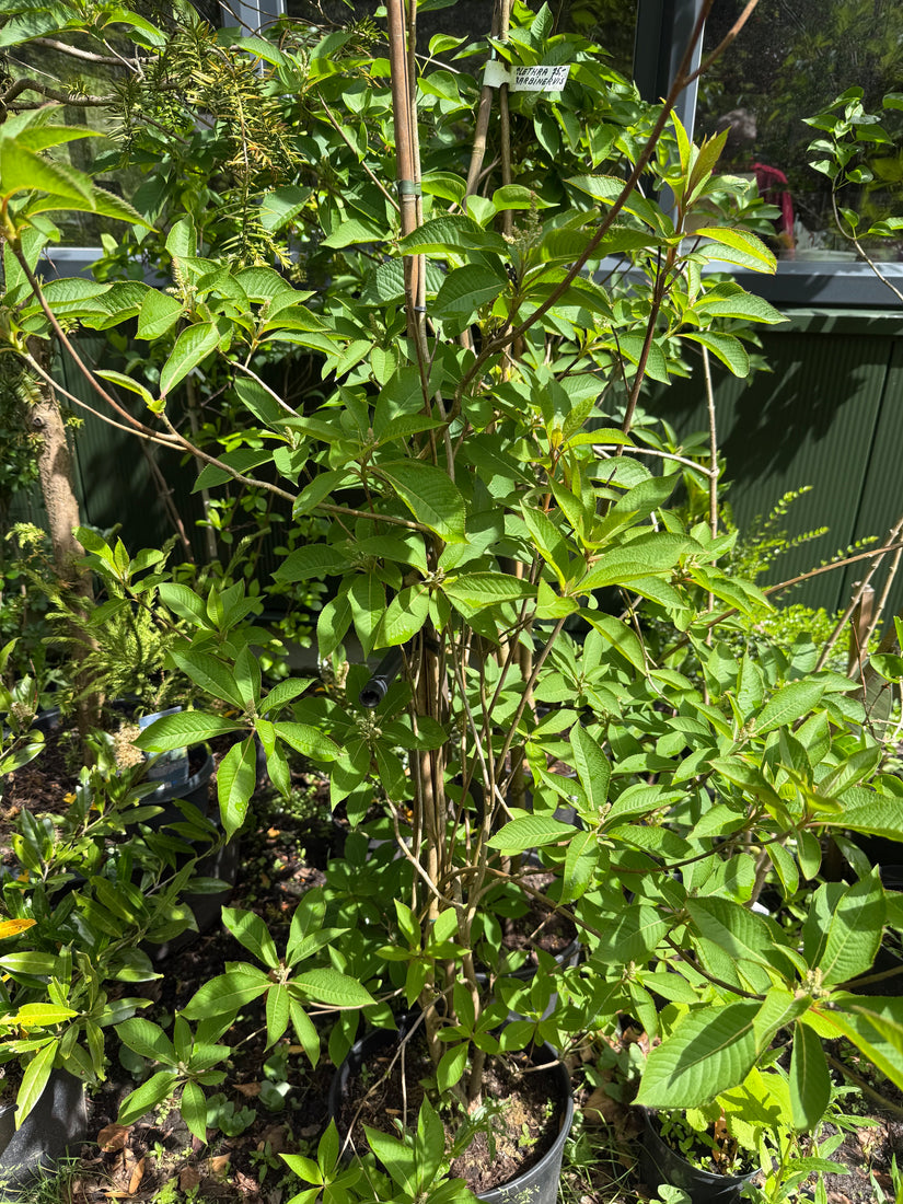 Japanse Schijnels - Clethra barbinervis