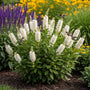 Schijnels - Clethra alnifolia 'Hummingbird'