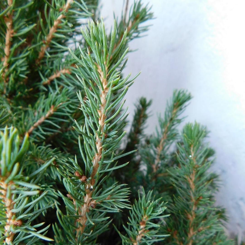 Canadese spar - Picea glauca 'Conica' - Compacte minikerstboom