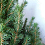 Canadese spar - Picea glauca 'Conica' - Compacte minikerstboom
