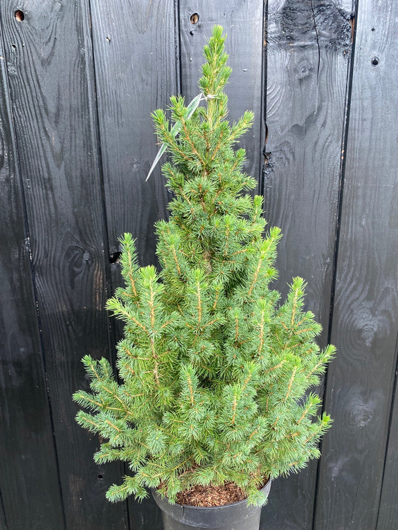Canadese spar - Picea glauca 'Conica'