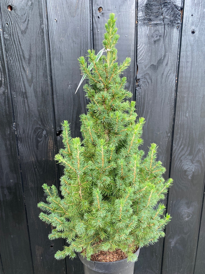 Canadese spar - Picea glauca 'Conica' - Compacte minikerstboom