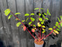 cornus alba sibirica in c3 pot 40-50 cm