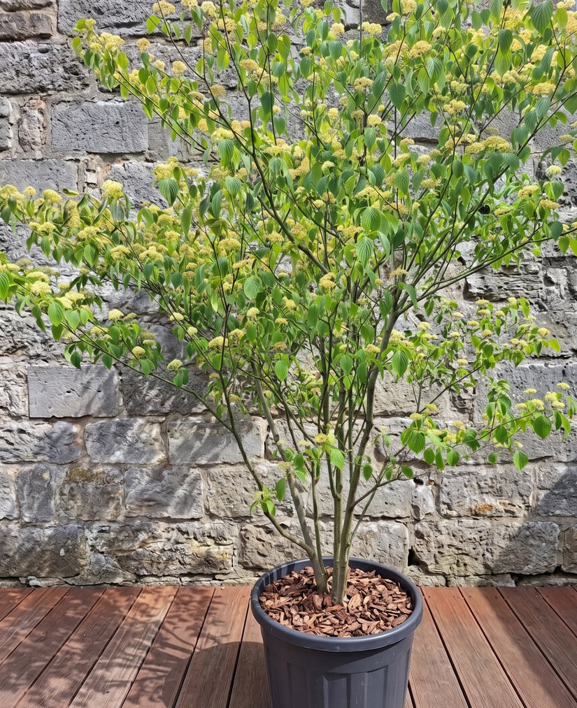 Pagode kornoelje - Cornus alternifolia