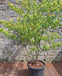 Pagode kornoelje - Cornus alternifolia