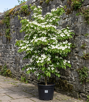 Solitaire C20 pot - 180-200 cm