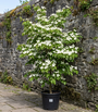 Japanse grootbloemige kornoelje 'Wit' - Cornus kousa var. chinensis