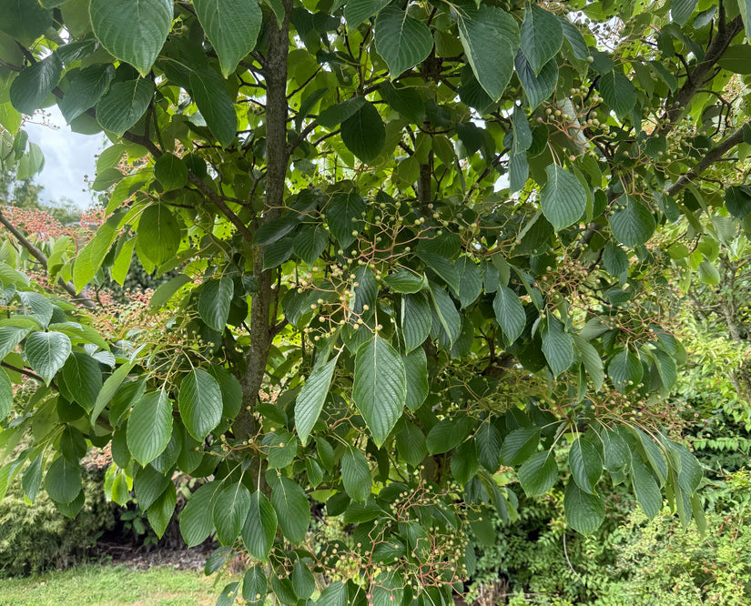 Meerstammige Reuzenkornoelje - Cornus Controversa