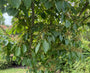 Meerstammige Reuzenkornoelje - Cornus Controversa
