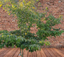Meerstammige Reuzenkornoelje - Cornus Controversa